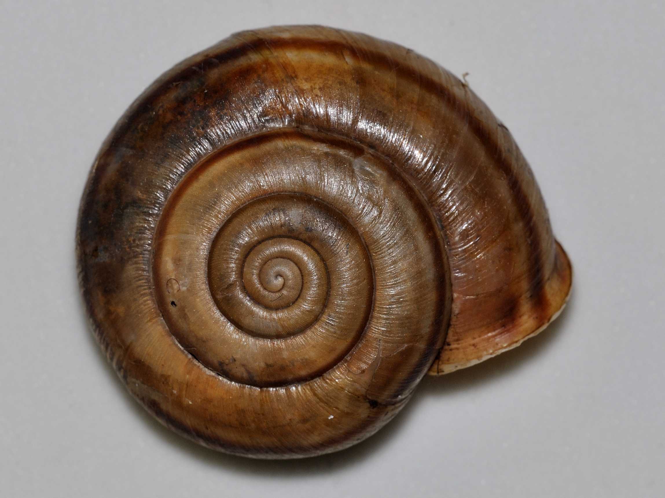 Chilostoma planospira